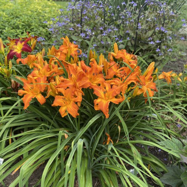 RAINBOW RHYTHM® Primal Scream Hemerocallis - Perennial