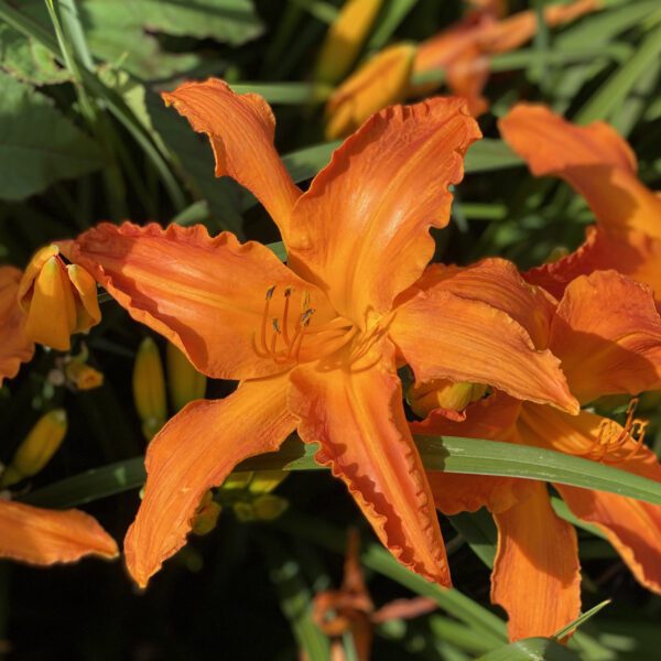 RAINBOW RHYTHM® Primal Scream Hemerocallis - Perennial