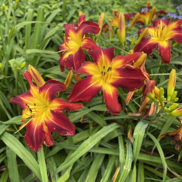 RAINBOW RHYTHM® Ruby Spider Hemerocallis - Perennial