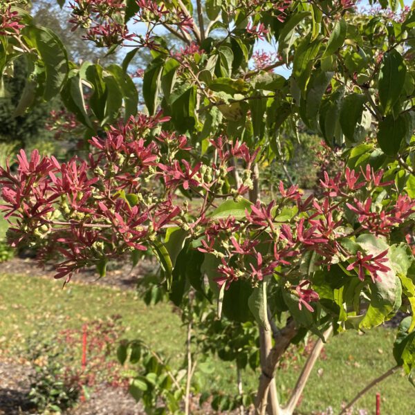 TEMPLE OF BLOOM® Heptacodium - Shrub