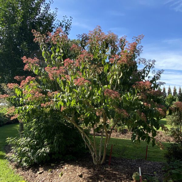 TEMPLE OF BLOOM® Heptacodium - Shrub