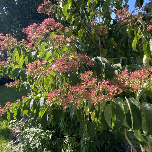 TEMPLE OF BLOOM® Heptacodium - Shrub