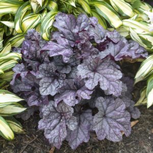 DOLCE® Frosted Berry Heuchera - Perennial