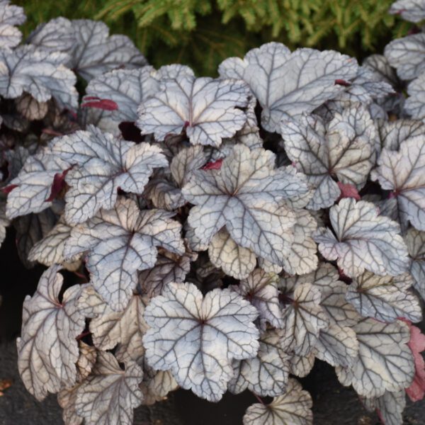 DOLCE® Frosted Berry Heuchera - Perennial