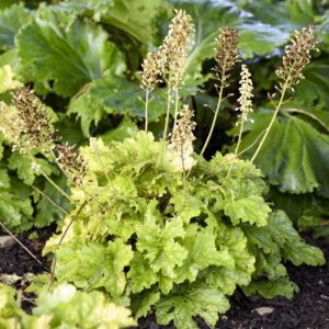 DRESSED UP™ Ball Gown Heuchera - Perennial