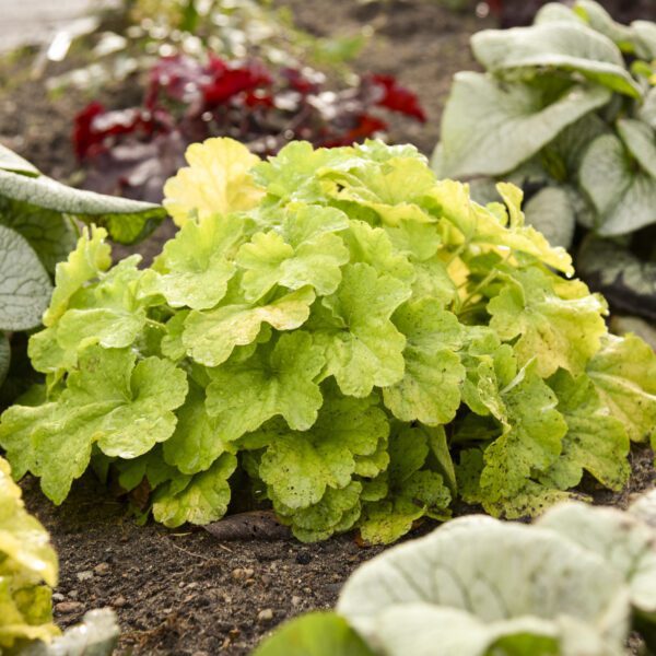 PRIMO® Pistachio Ambrosia Heuchera - Perennial