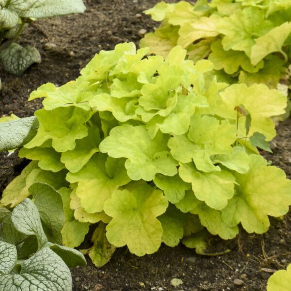 PRIMO® Pistachio Ambrosia Heuchera - Perennial