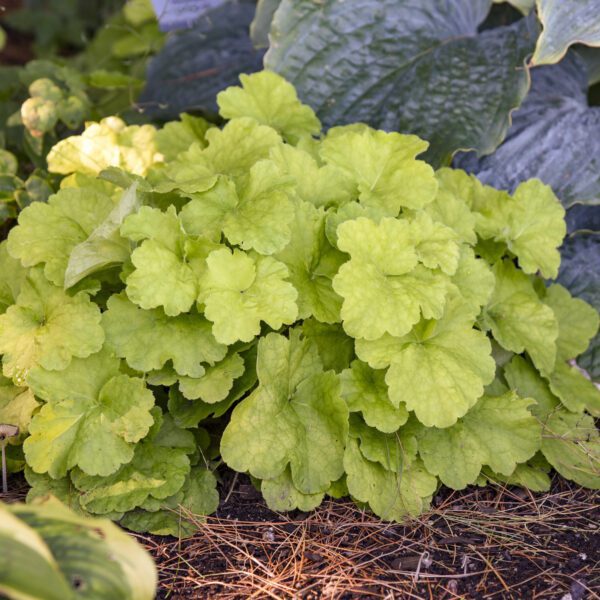 PRIMO® Pistachio Ambrosia Heuchera - Perennial