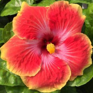 Hibiscus Acapulco Gold - Annual