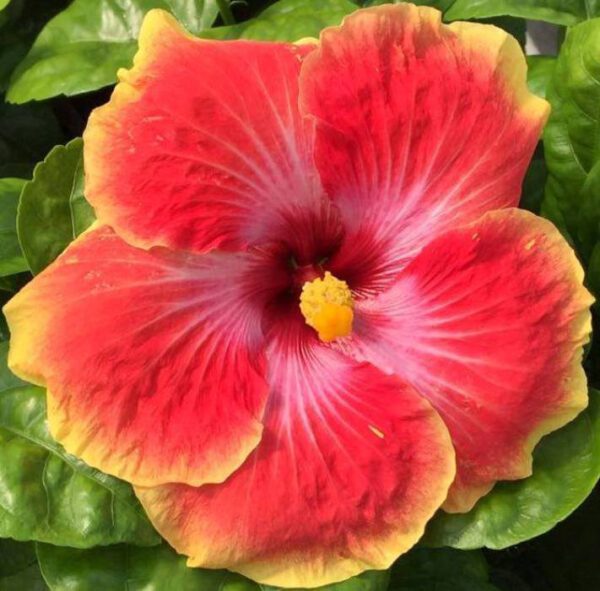 Hibiscus Acapulco Gold - Annual