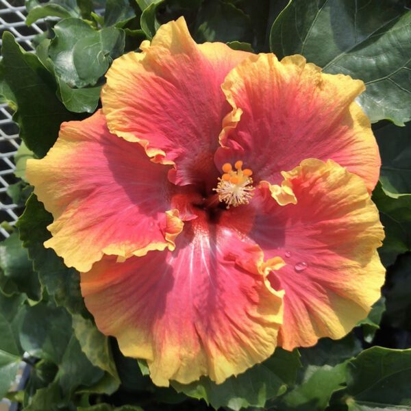 CAJUN™ Bienvenue Hibiscus - Annual