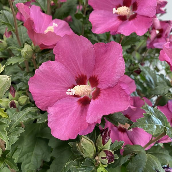 Hibiscus PARAPLU ROUGE™ - Shrub