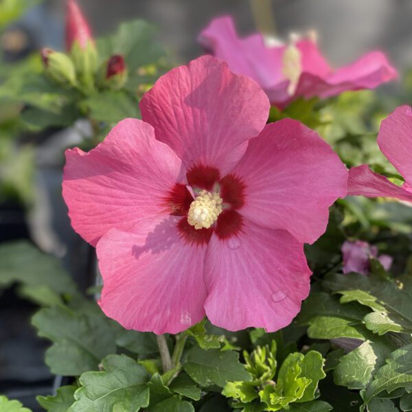 Hibiscus PARAPLU ROUGE™ - Shrub