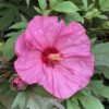 SUMMERIFIC® Berry Awesome Hibiscus - Perennial