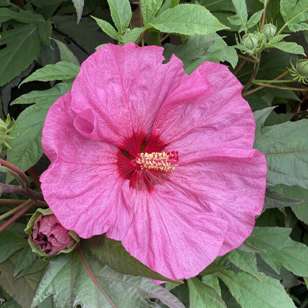 SUMMERIFIC® Berry Awesome Hibiscus - Perennial