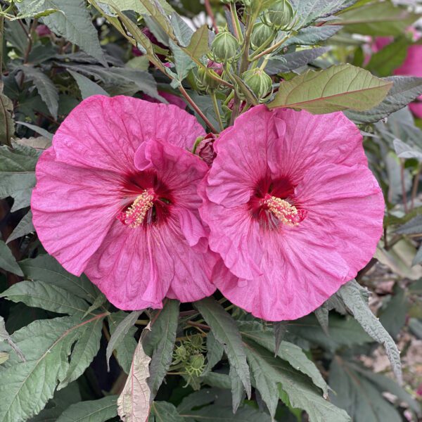 SUMMERIFIC® Berry Awesome Hibiscus - Perennial