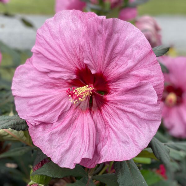 SUMMERIFIC® Berry Awesome Hibiscus - Perennial