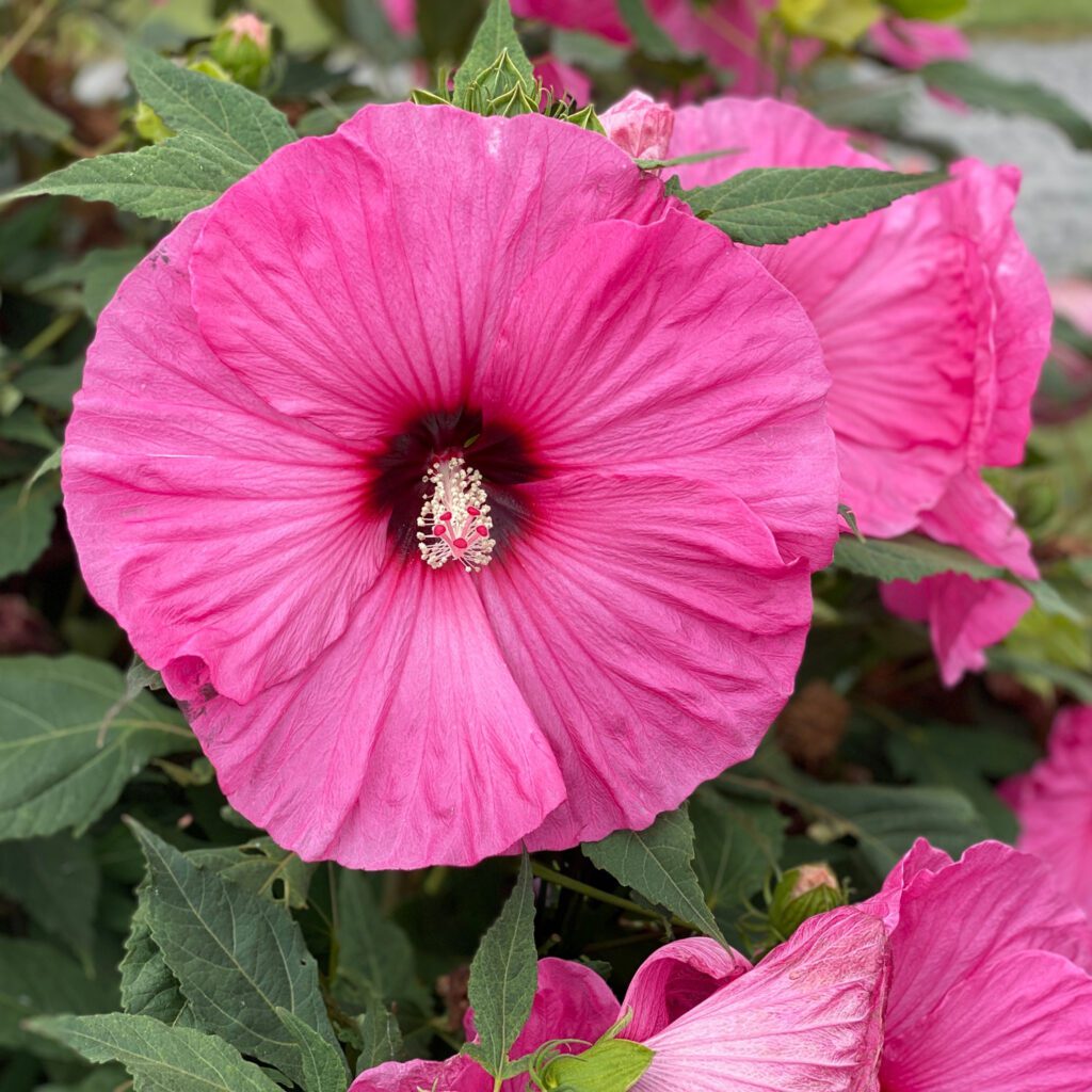 SUMMERIFIC® 'Candy Crush' Hibiscus Garden Crossings