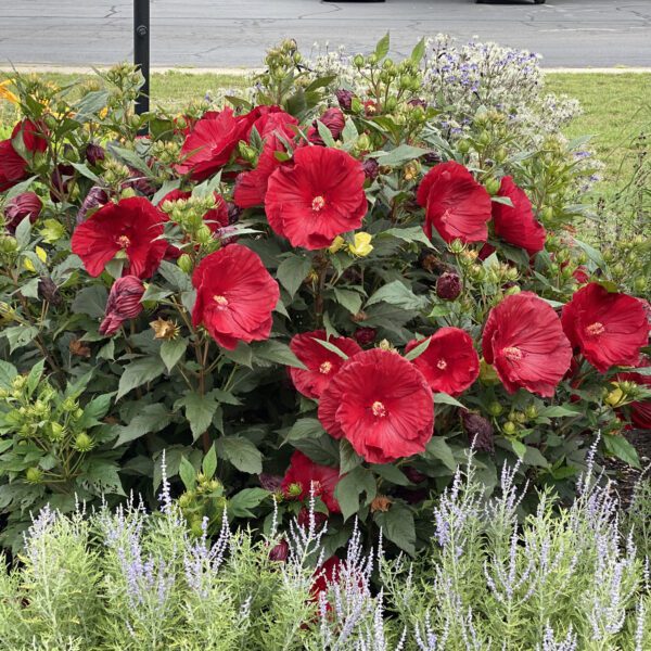 SUMMERIFIC® Cranberry Crush Hibiscus - Perennial