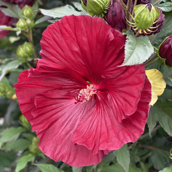 SUMMERIFIC® Cranberry Crush Hibiscus - Perennial