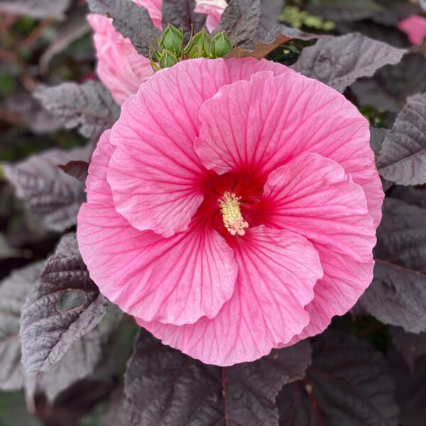 Hibiscus SUMMERIFIC® Edge of Night - Perennial