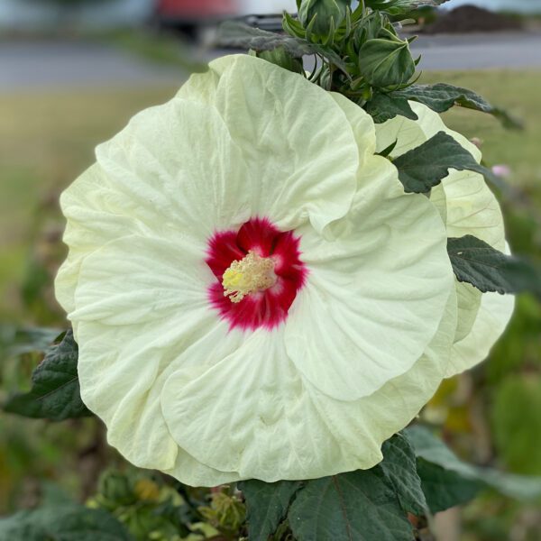 Hibiscus SUMMERIFIC® French Vanilla - Perennial