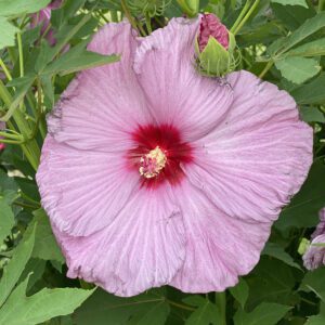 SUMMERIFIC® Lilac Crush Hibiscus - Perennial