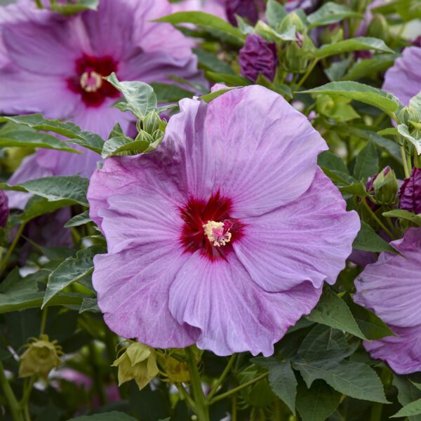 SUMMERIFIC® Lilac Crush Hibiscus - Perennial