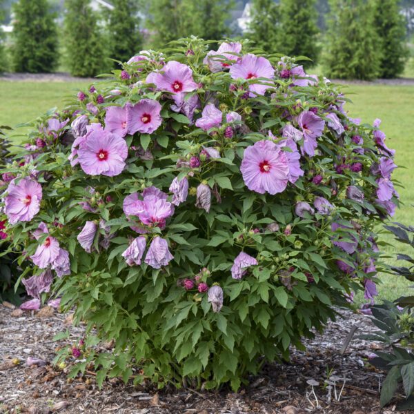 SUMMERIFIC® Lilac Crush Hibiscus - Perennial