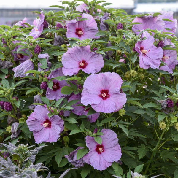 SUMMERIFIC® Lilac Crush Hibiscus - Perennial