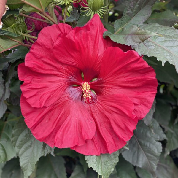 SUMMERIFIC® Valentines Crush Hibiscus - Perennial