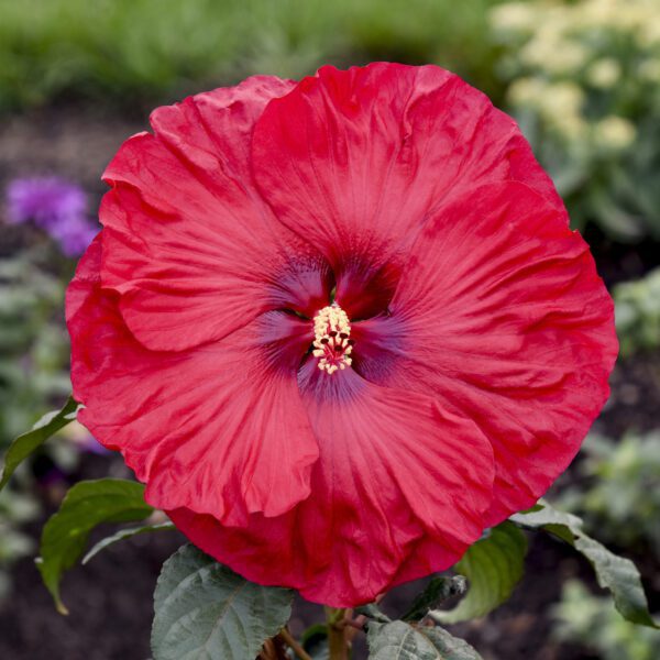 SUMMERIFIC® Valentines Crush Hibiscus - Perennial