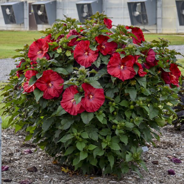 SUMMERIFIC® Valentines Crush Hibiscus - Perennial