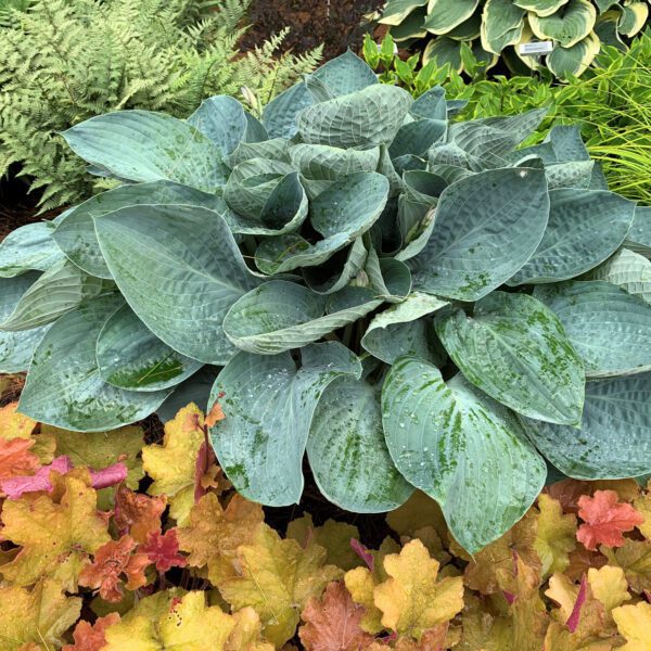 SHADOWLAND® Above the Clouds Hosta - Perennial