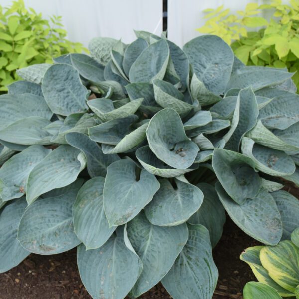 SHADOWLAND® Above the Clouds Hosta - Perennial