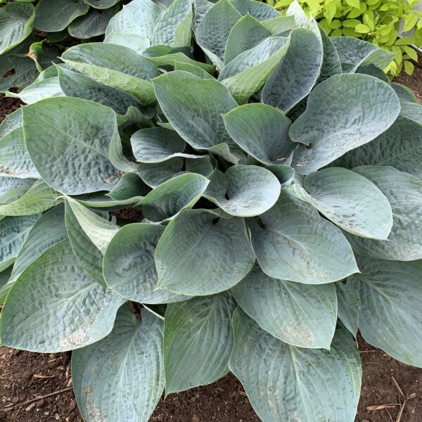 SHADOWLAND® Above the Clouds Hosta - Perennial