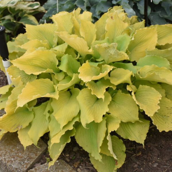 SHADOWLAND® Echo the Sun Hosta - Perennial