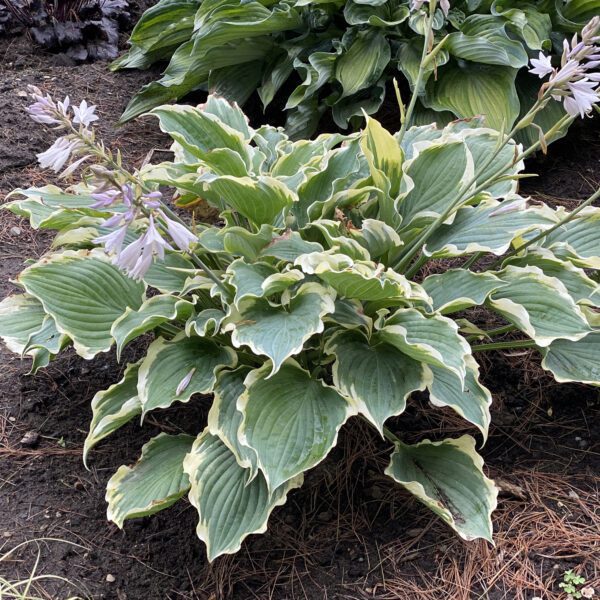 Hosta SHADOWLAND® Hope Springs Eternal - Perennial