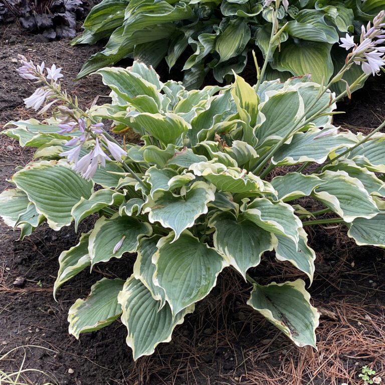Hosta SHADOWLAND® 'Hope Springs Eternal'