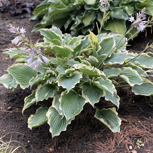 SHADOWLAND® 'Hope Springs Eternal' Hosta - Perennials