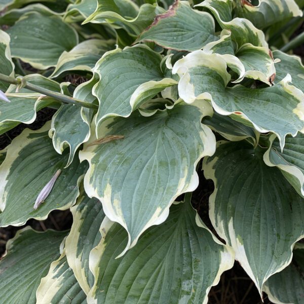 Hosta SHADOWLAND® Hope Springs Eternal - Perennial