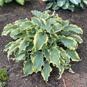 SHADOWLAND® Voices in the Wind Hosta - Perennial