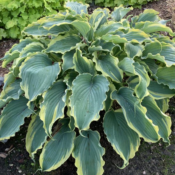 SHADOWLAND® Voices in the Wind Hosta - Perennial