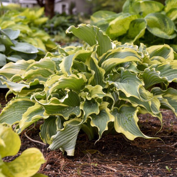 SHADOWLAND® Voices in the Wind Hosta - Perennial