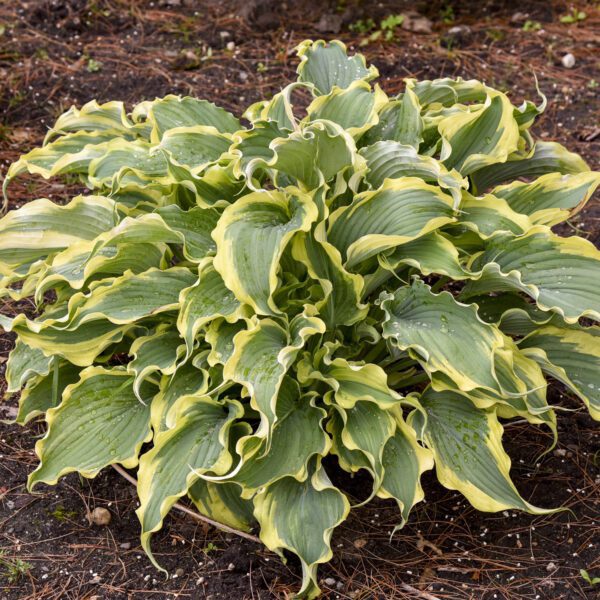 SHADOWLAND® Voices in the Wind Hosta - Perennial