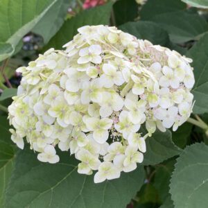 INVINCIBELLE SUBLIME™ Hydrangea - Shrub