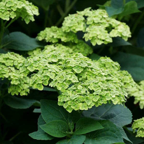 INVINCIBELLE SUBLIME™ Hydrangea - Shrub