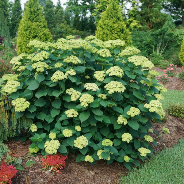 INVINCIBELLE SUBLIME™ Hydrangea - Shrub