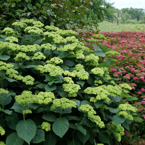 INVINCIBELLE SUBLIME™ Hydrangea - Shrub