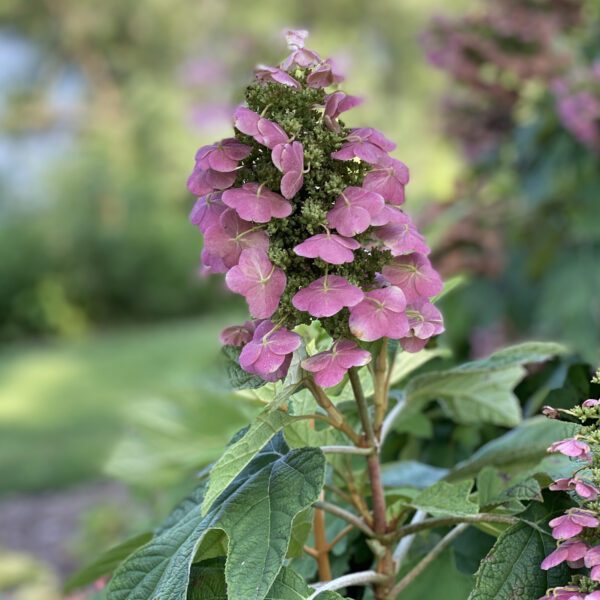 GATSBY PINK® Hydrangea - Shrub